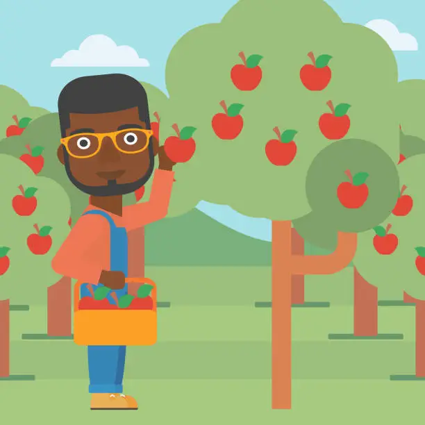 Vector illustration of Farmer collecting apples