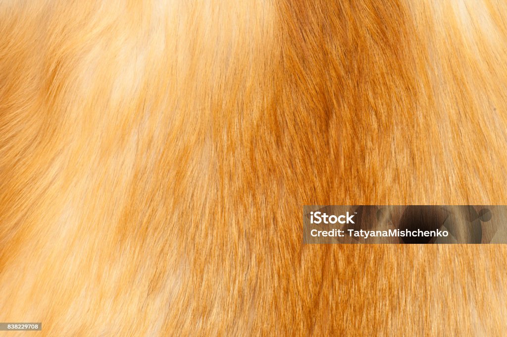 Fur Texture Ruff Textures Red Fox Fur Stock Photo - Download Image Now - Abstract ...