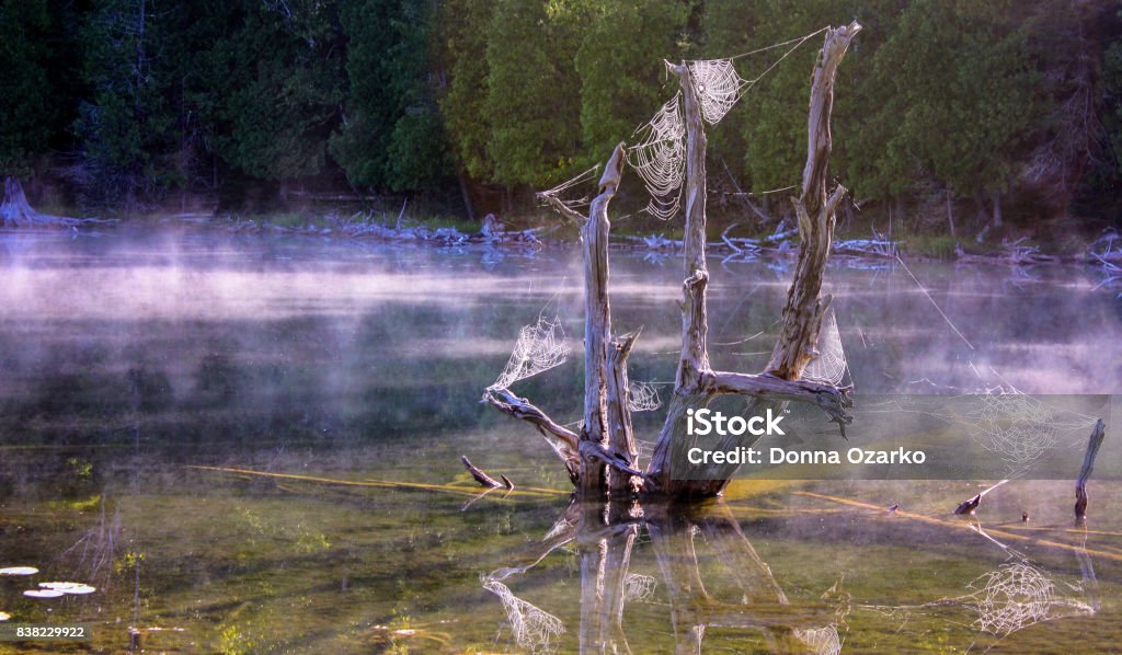 Canoe Camping with Spiders Canoe camping on a lake with spiders in their webs. The sun reflecting on the water creating a multitude of sun speckles on the water and webs. Dew Stock Photo