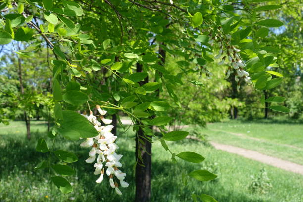 floración de árboles de acacia en el parque de la primavera - locust tree black robinia fotografías e imágenes de stock