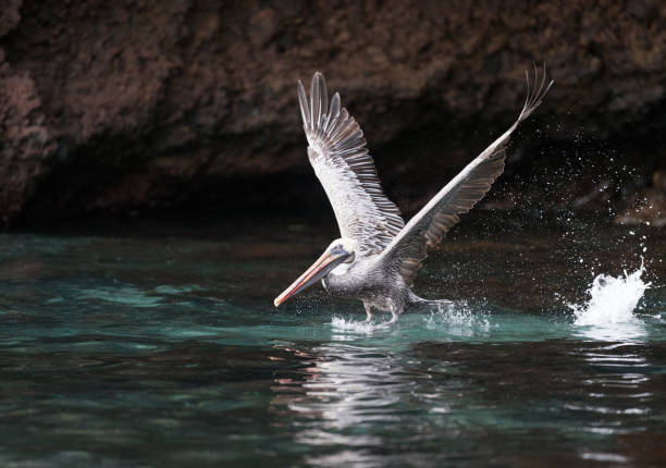 istock Pelican taking off, Galapagos Islands, Ecuador 838236838