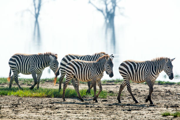 istock Zebras watching at Lake Nakuru 838237312