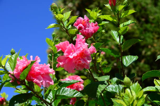 istock Hibiscus/Hibiscus flowering in Spain 838241446