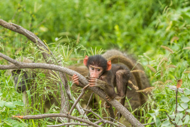 baby chacma baboon on a branch in Kruger park, South Africa