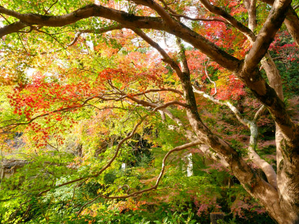 istock Beautiful autumn leaves in Japan 838244902
