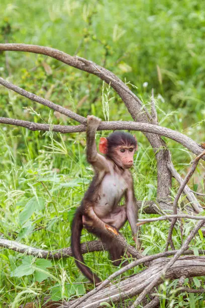 Photo of baby chacma baboon playing in a tree in kruger park