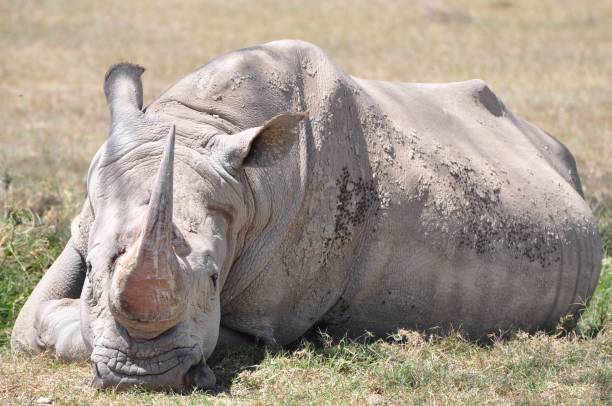 White rhino with dried mud lying in the sun