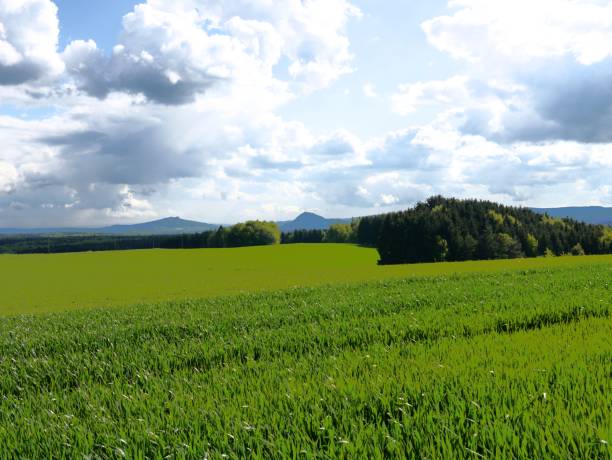 istock green fields summer sun nature plants forest germany 838246234