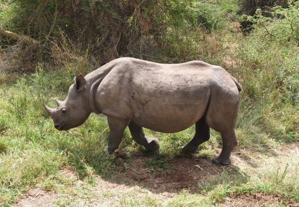 istock Young white rhino in orphanage 838248830