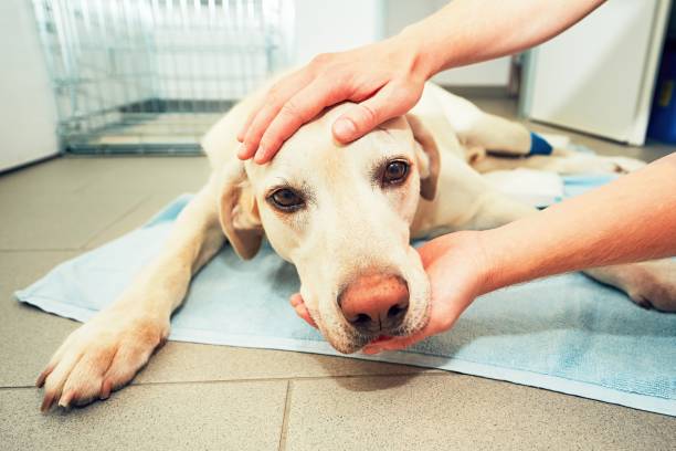 vecchio cane in clinica veterinaria - animal recovery illness pets foto e immagini stock