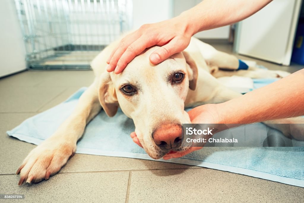 Old dog in veterinary clinic Dog awakening from anesthesia after tumor surgery. Ill labrador retriever in veterinary clinic. Dog Stock Photo