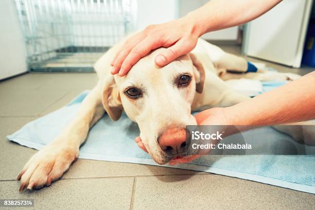 Old Dog In Veterinary Clinic Stock Photo - Download Image Now - Dog, Illness, Veterinarian