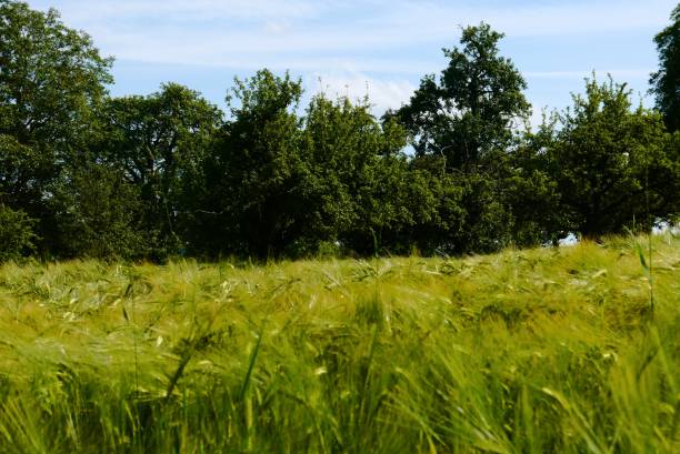istock green fields summer sun nature plants forest germany 838257614