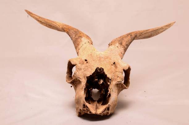 istock Dry Goat Skull with Big 838258970