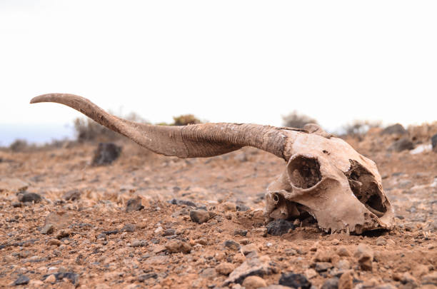 Dry Goat Skull Dry Goat Skull on the Rock Desert Canary Islands Spain ornithischia stock pictures, royalty-free photos & images