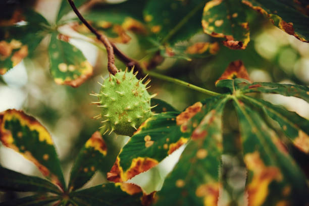 istock chestnut tree with fruit.nature bokeh background.close-up. 838263110
