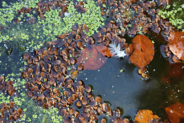 Pond in Autumn, nuts