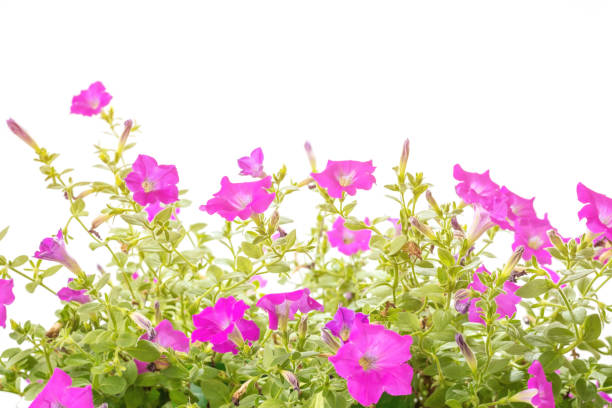 istock Pink flowers and green leaves 838268682