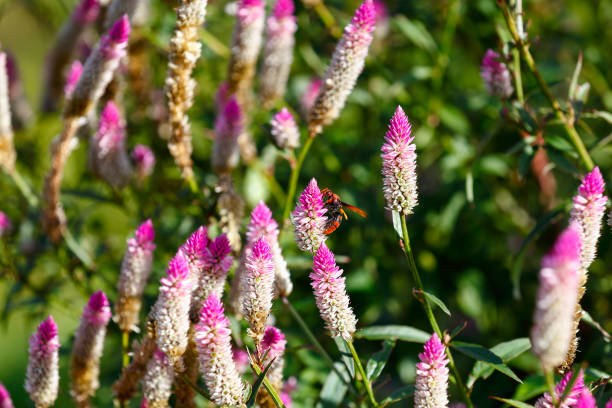 globe amaranth or gomphrena globosa flower in the garden - globe amaranth imagens e fotografias de stock