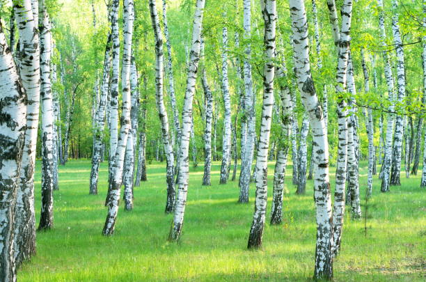 istock birch grove in the summer 838269570