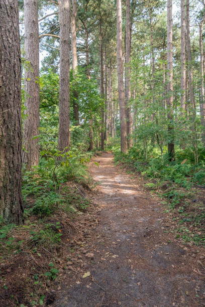 istock Sandpath between pine trees and other vegetation in a large forest 838270256
