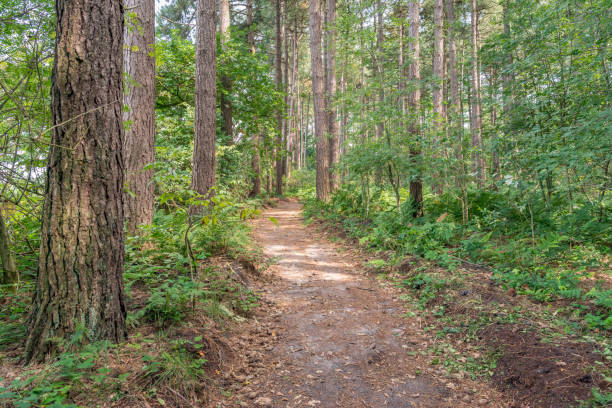 istock Sandpath between pine trees and other vegetation in a large forest 838270312