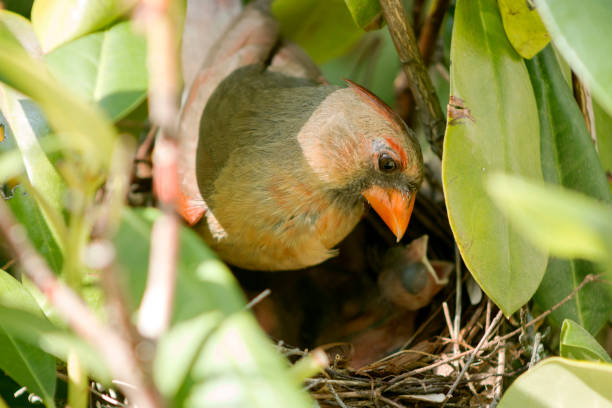 istock Cardinal mother checking on her chicks in the birds nest 838273572