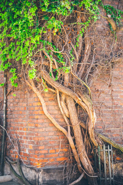 istock Beautiful window in a wall overgrown by thick green ivy 838274034