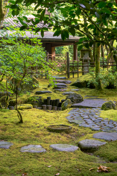 Stone Steps Green Moss Japanese Garden Oregon “CreativeContentBrief” Greenery 700060701 Looking at stone steps with intense green moss and bushes. Located in the Portland Japanese Garden in Portland, Oregon. I am a Photographer level member of the Portland Japanese Garden as required by the Garden for Commercial use of photos. “CreativeContentBrief”   700060701   Greenery. portland japanese garden stock pictures, royalty-free photos & images