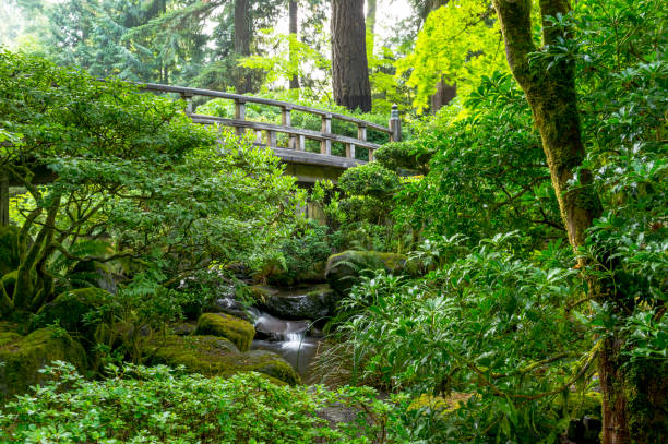 일본 정원 포틀랜드 오 레 곤에서 도교 폭포 나무 - bridge wood japanese garden footbridge 뉴스 사진 이미지