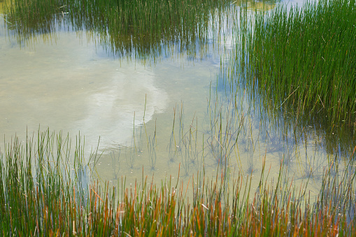 Reflection of sky on marsh with grass and field