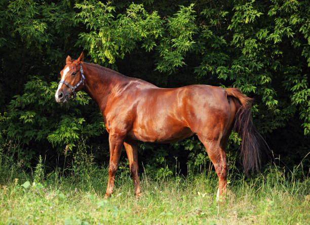 istock Beautiful filly Trakehner breed horse 838281132