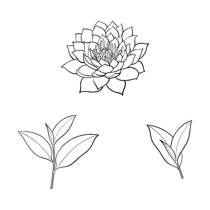 vector sketch cartoon lotus flower blossom blooming, tea leaves branch set. Isolated illustration on a white background. Symbols of meditation, buddhism Sri-lanka and India