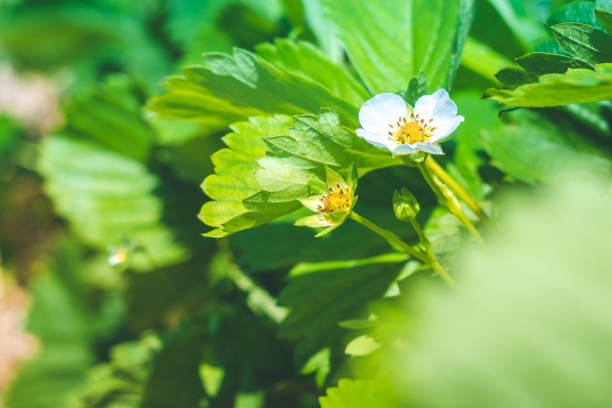 フィールド上のイチゴの花を咲かせて - scented non urban scene spring dirt ストックフォトと画像