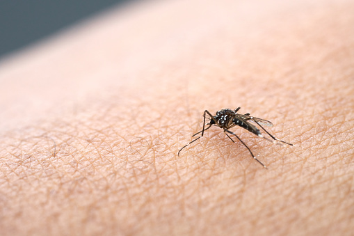 Mosquitoes are spread on human skin to suck blood. People who get mosquitoes or mosquito bites. Will cause malaria disease. Mosquitoes are a dangerous carrier.