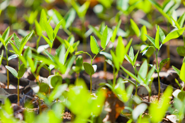 Agriculture. Growing plants of seedlings. Plant seedling. young baby plants growing in germination sequence on fertile soil with natural green background