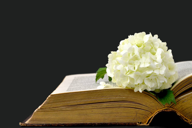 istock Flower and old book isolated on black background 838287906