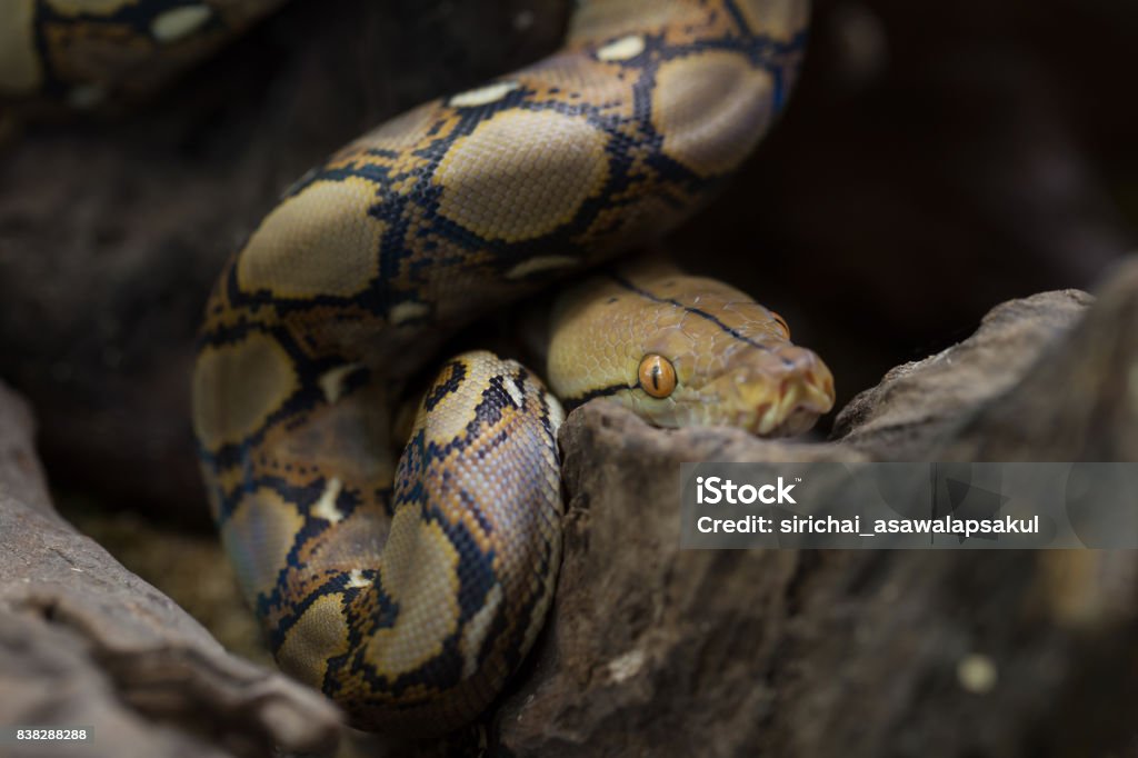 Foto de Python Reticulada Cobra Jiboia No Ramo De Árvore e mais fotos ...