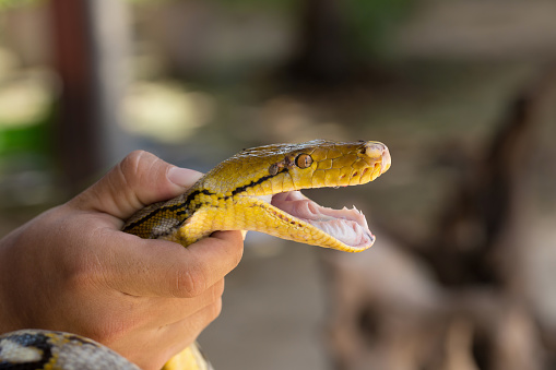 Hand holding the hand Ball Python snake.