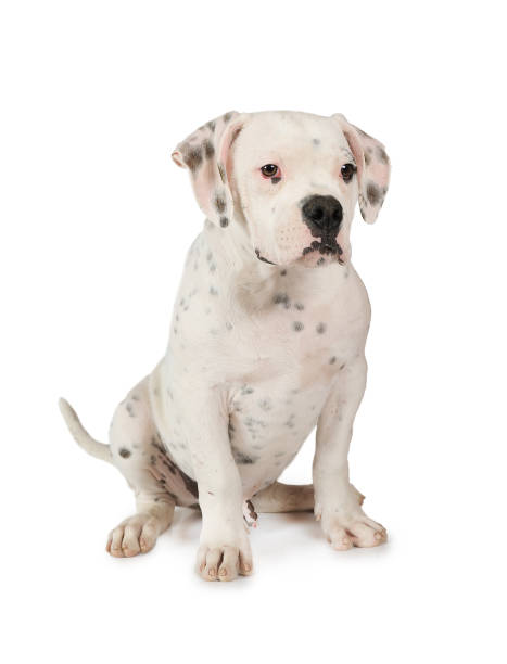 istock American Bulldog puppy over white 838288522