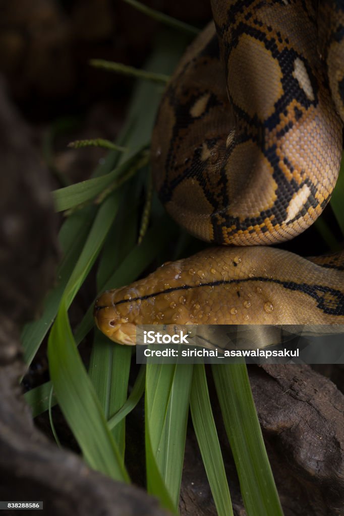 Reticulated python, Boa constrictor snake on tree branch Reticulated python, Boa constrictor snake on tree branch. Animal Stock Photo Reticulated python, Boa constrictor snake on tree branch Reticulated python, Boa constrictor snake on tree branch. Animal Stock Photo