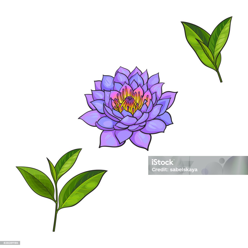 Ilustración de Flor De Loto De Dibujo Vectorial Hojas De Té Set y más Vectores Libres de Derechos de Abstracto - Abstracto, Accesorios de magia y mística, Agua - iStock Ilustración de Flor De Loto De Dibujo Vectorial Hojas De Té Set y más Vectores Libres de Derechos de Abstracto - Abstracto, Accesorios de magia y mística, Agua - iStock