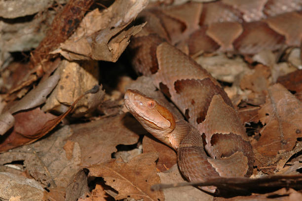 istock Copperhead in the Leaves 838290234