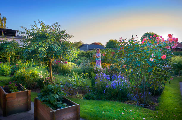 Village garden in Denmark one beautiful summer evening. Retired woman picking flowers in the garden