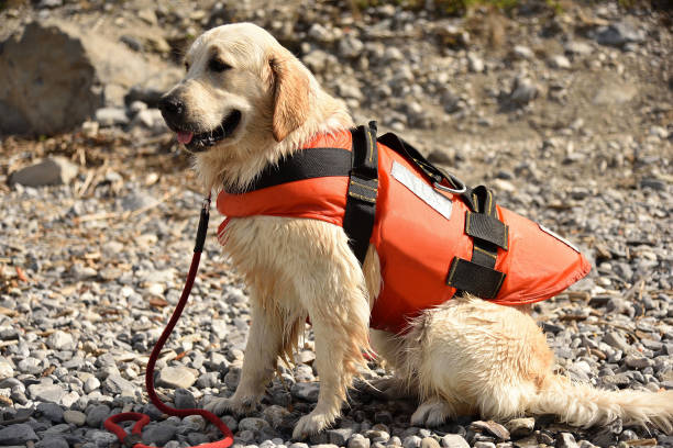 Golden retriever wearing water rescue life jacket Sitting golden retriever dog wearing water rescue life vest on sunny day search and rescue dog photos stock pictures, royalty-free photos & images