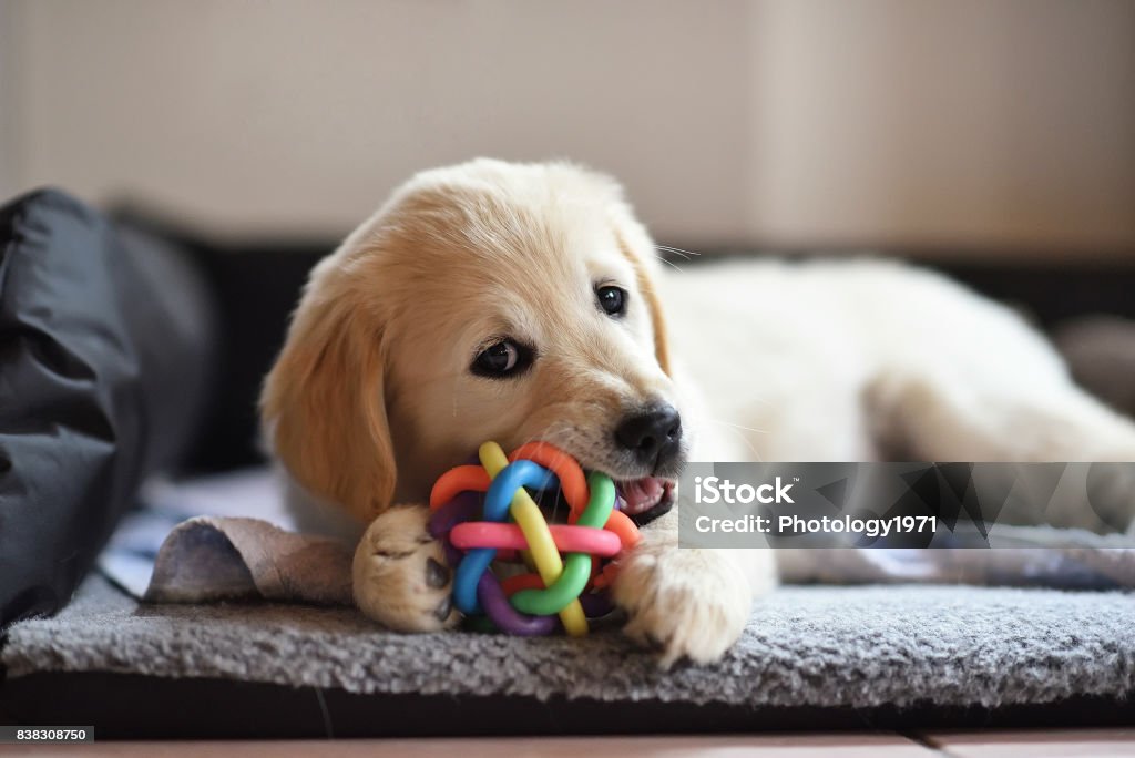 Chiot de chien Golden retriever joue avec jouet - Photo de Chiot libre de droits