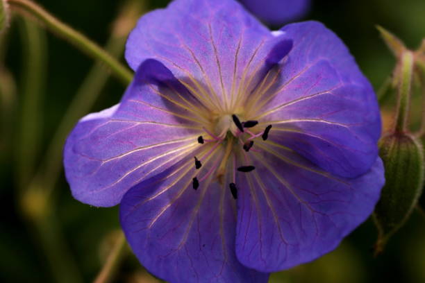 istock Blue flower in close-up 838309056