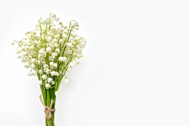 istock flowers lily of the valley 838310098