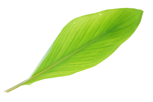 Slim tropical leaf on white background
