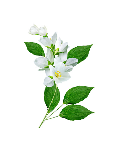 branch of jasmine flowers isolated on white background